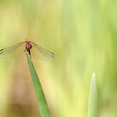 19082018-_MG_0636-Sympetrum_strie • <a style="font-size:0.8em;" href="http://www.flickr.com/photos/149357374@N02/43295783495/" target="_blank">View on Flickr</a>