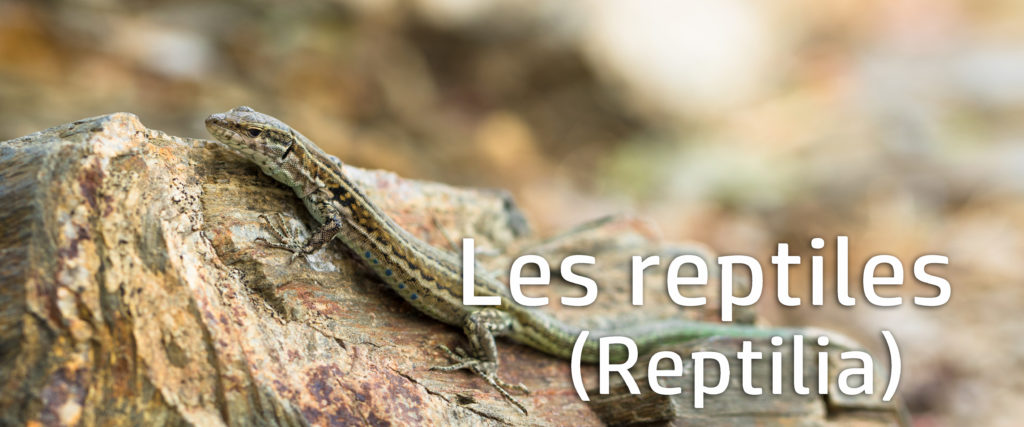 reptiles2